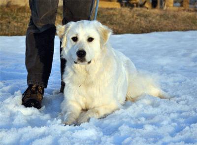 Great Pyrenees Rescue Vicki