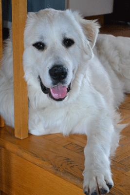 Great Pyrenees Rescue Vicki