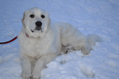 Great Pyrenees Rescue Vicki