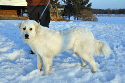 Great Pyrenees Rescue Vicki