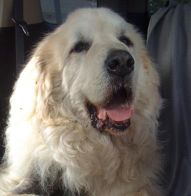 Happy & tired after a hike in the Santa Cruz Mountains