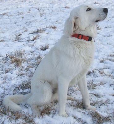 Great Pyrenees Rescue Wayne