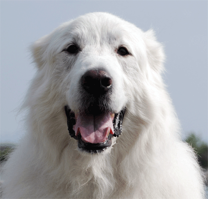 Great Pyrenees Mountain Dog