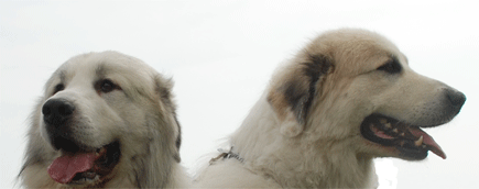 Great Pyrenees Mountain Dog