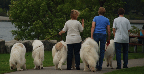 Great Pyrenees Mountain Dog