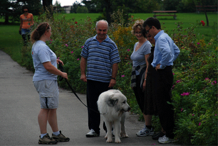 Great Pyrenees Mountain Dog