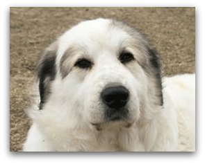 Great Pyrenees foster