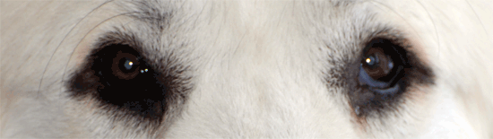 Great Pyrenees Rescue Provides Wonderful Dogs To Good Homes