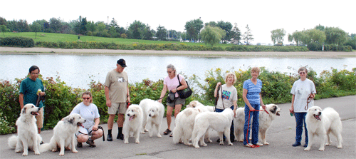 Great Pyrenees Mountain Dog