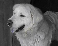 Great Pyrenees Dog