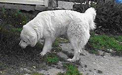 Great Pyr Rescue