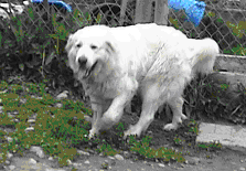 Great Pyrenees Rescue