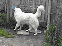 Great Pyrenees Rescue Dog