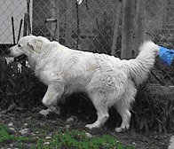 Great Pyrenees Rescue