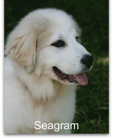 Great Pyr Puppy