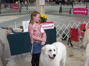 Great Pyrenees Mountain Dog