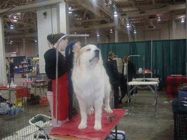 Stompin Tom & CJ Stompin Tom & CJ