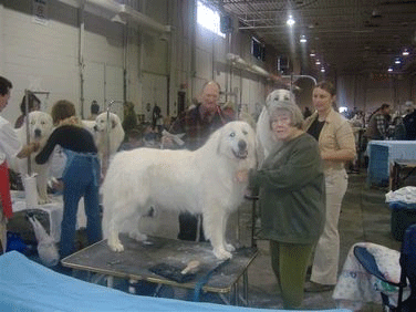 Lois McIntosh, Jana Chvatal and Niko Lois McIntosh, Jana Chvatal and Niko