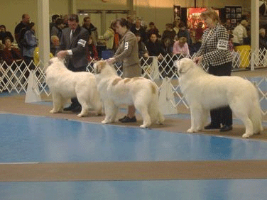 Best of Breed Lineup! Best of Breed Lineup!