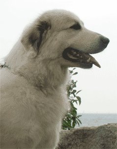 Great Pyrenees Mountain Dog