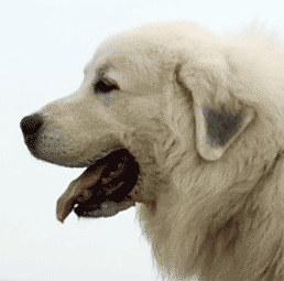 Great Pyrenees Mountain Dog