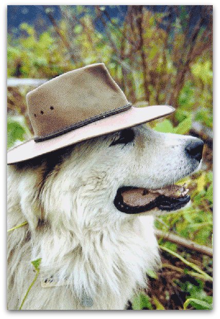 Livestock Guardian Dogs at Work