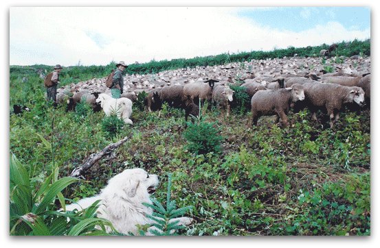 Livestock Guardian Dogs at Work