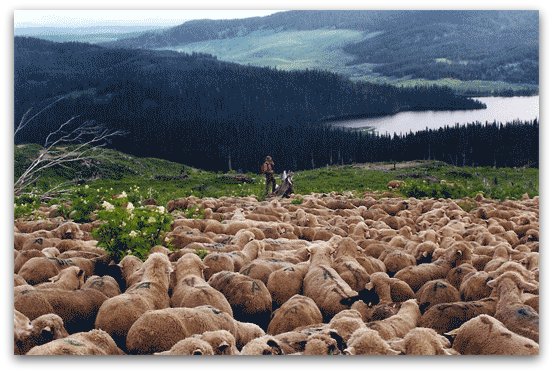 Livestock Guardian Dogs at Work