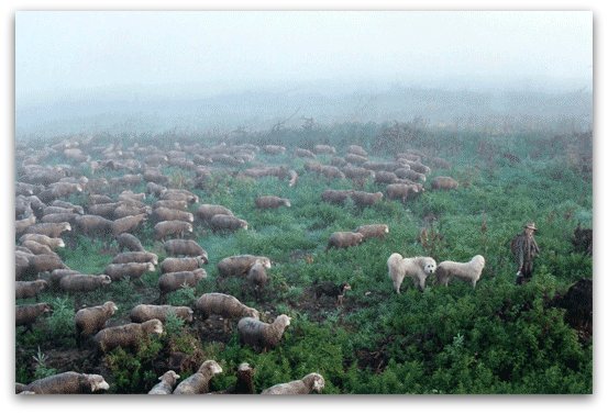 Livestock Guardian Dogs at Work