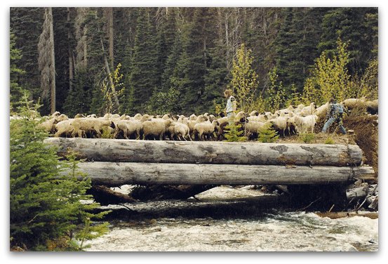 Livestock Guardian Dogs at Work