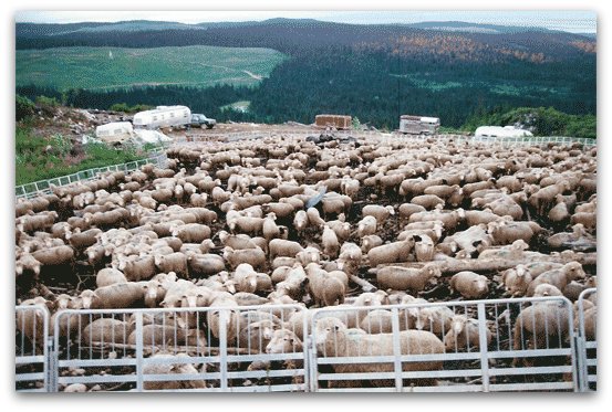 Livestock Guardian Dogs at Work