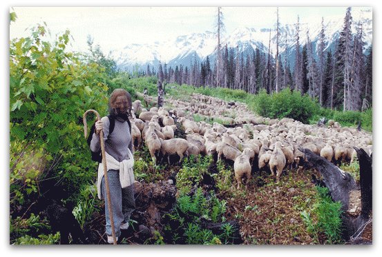 Livestock Guardian Dogs at Work