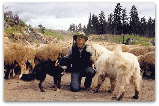 Livestock Guardian Dogs at Work