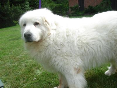 Great Pyrenees Rescue Annie
