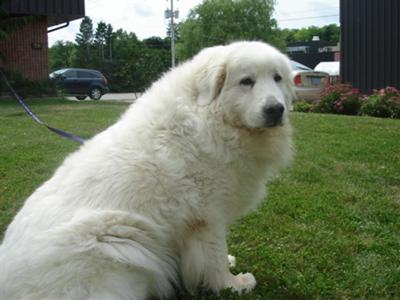Great Pyrenees Rescue Annie