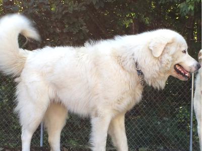 Great Pyr Rescue - Barron