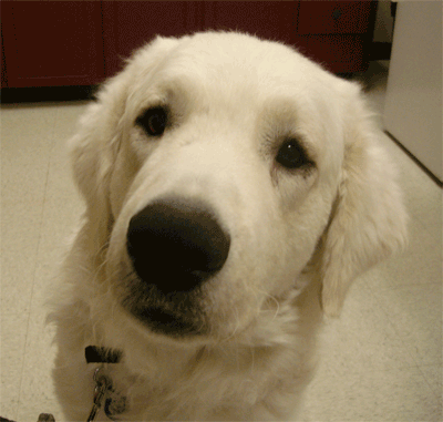 Great Pyrenees Rescue Bumbles