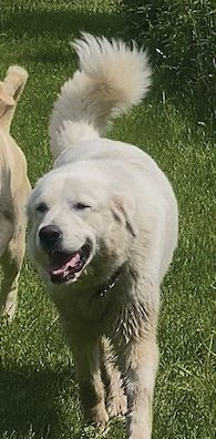 Rosie