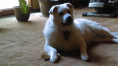 just hanging out with her bone