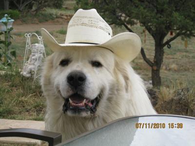 Gordon, Chief of Security