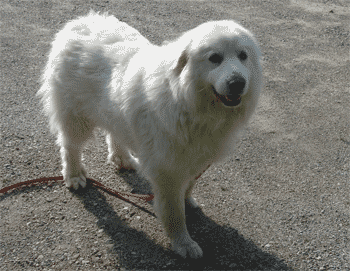 Great Pyrenees Rescue Bella