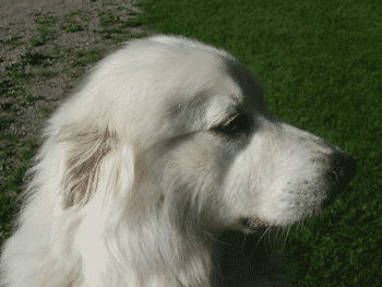 Great Pyrenees Rescue Bella