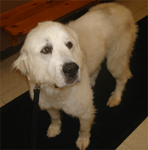 Great Pyrenees Rescue Ben