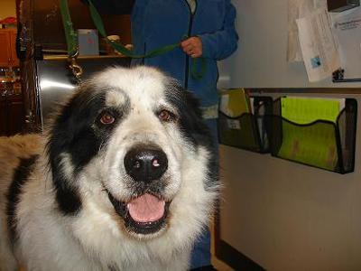 Great Pyrenees Rescue Bernie