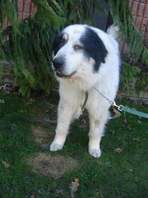 Great Pyrenees Rescue Bernie