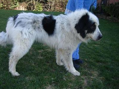 Great Pyrenees Rescue Bernie