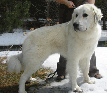 Great Pyrenees Rescue Dakota