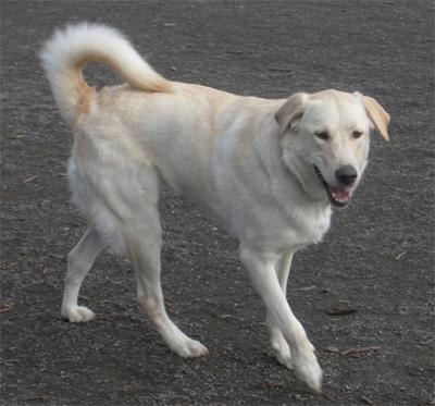 Great Pyr Rescue - Jazmine 