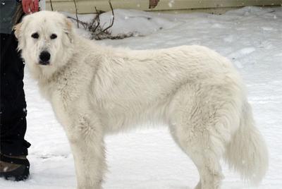 Great Pyr Rescue - Kira
