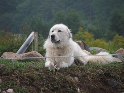 Great Pyr Rescue Max the farm dog 